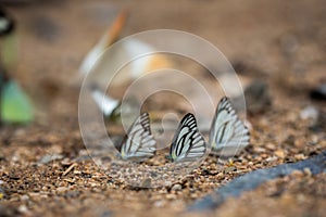 Butterflies (The Chocolate Albatross) feeding on the ground.