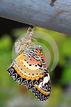 Butterflies from the chrysalis