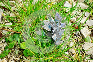 Butterflies, a Cluster of Lycaenidae