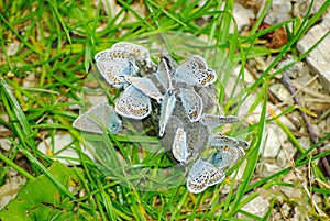 Butterflies, a Cluster of Lycaenidae