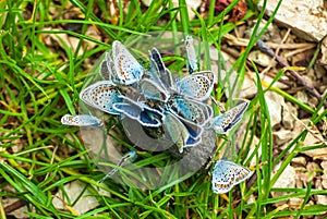 Butterflies, a Cluster of Lycaenidae