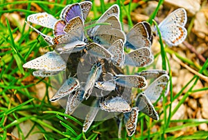 Butterflies, a Cluster of Lycaenidae