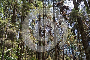 butterflies clustered on fir trees at rosario