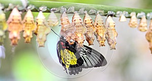 Butterflies and cocoons