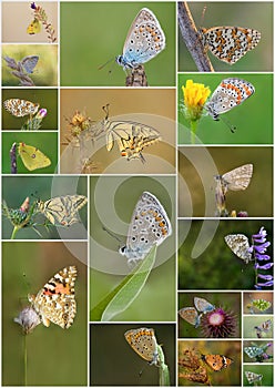 Butterflies Collage