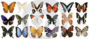 Butterflies collection colorful isolated on white photo