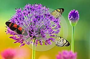 Motýle na farbistý kvetina 