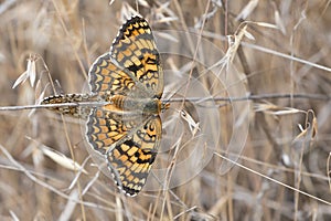 Butterflies copulating. photo