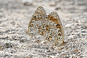 Butterflies copulating.