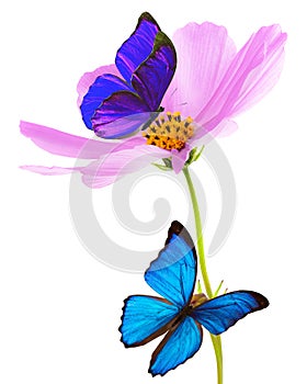 Butterflies on a cosmos flower on a white background