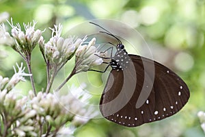 Butterflies cover their bodies with pollen to eat nectar