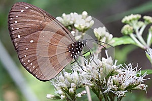 Butterflies cover their bodies with pollen to eat nectar