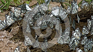 Butterflies  cow dung