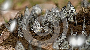 Butterflies  cow dung