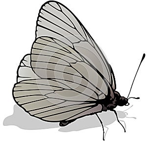 Black-veined White Butterfly photo