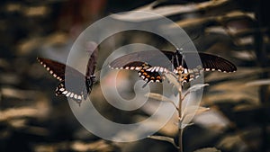 Butterflies dance in the nature