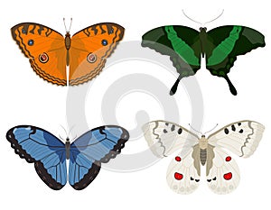 Butterflies of different species.