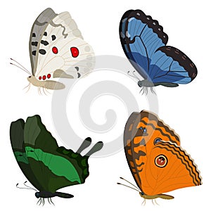 Butterflies of different species.