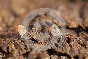 Butterflies doing puddling in dung