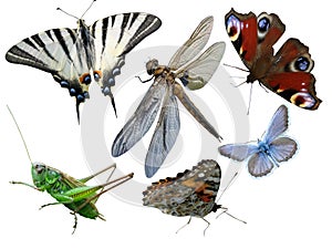 Butterflies, dragonfly, a grasshopper, other insects