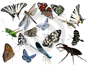 Butterflies, dragonfly, a grasshopper, other insects