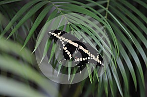 Mariposas oriental negro cola de golondrina 