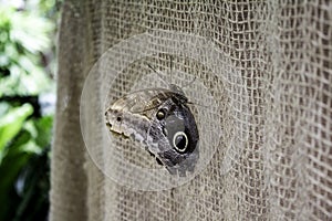 Butterflies entomology