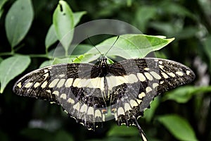 Butterflies entomology