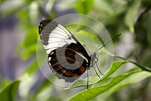 Butterflies entomology