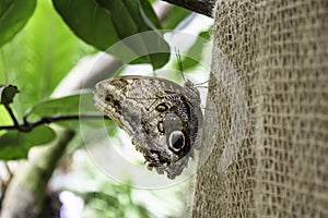 Butterflies entomology