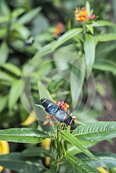 Butterflies on exotic flower