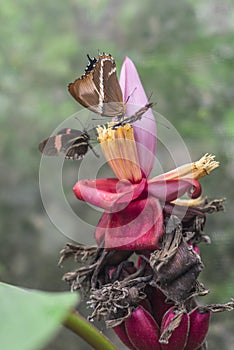 Butterflies on exotic tropical flower