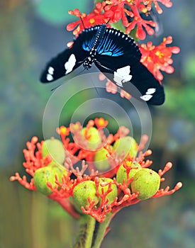 Butterflies on exotic tropical flower