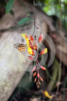 Butterflies on exotic tropical flower, Ecuador