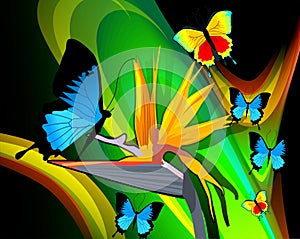 Butterflies expressing romance