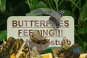 Butterflies feeding