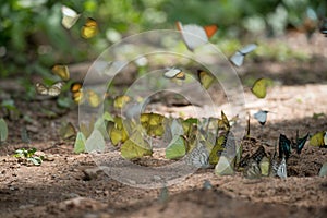 Butterflies are feeding mineral at Kaeng Krachan National Park,