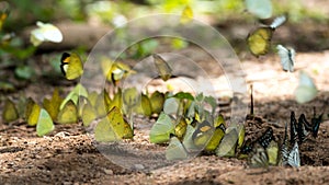 Butterflies are feeding mineral at Kaeng Krachan National Park,