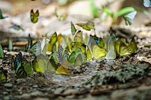 Butterflies are feeding mineral at Kaeng Krachan National Park,