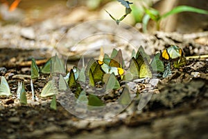 Butterflies are feeding mineral at Kaeng Krachan National Park,