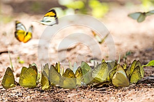 Butterflies are feeding mineral at Kaeng Krachan National Park,