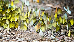 Butterflies are feeding mineral at Kaeng Krachan National Park,