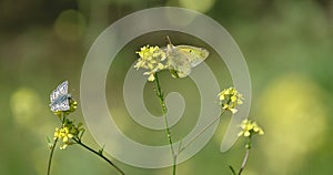 Butterflies feeding on yellow spring flowers