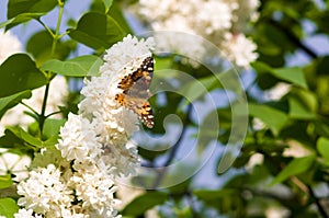 Butterflies flies to a blossoms lilac flowers, bright beautiful abstract spring background