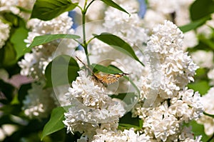 Butterflies flies to a blossoms lilac flowers, bright beautiful abstract spring background.