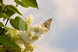 Butterflies flies to a blossoms lilac flowers, bright beautiful abstract spring background