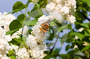 Butterflies flies to a blossoms lilac flowers, bright beautiful abstract spring background