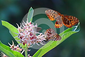 Butterflies in Flight