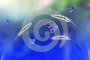 Butterflies in flight against a background of wild nature in blue tones. Artistic image