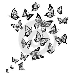 Butterflies flow. Butterfly wing, spring flying insect and flight wave vector background illustration